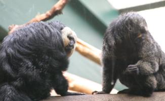 Two primates on a branch