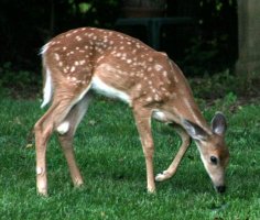side view, eating grass