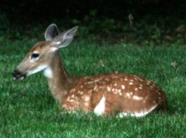 resting deer