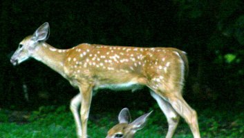 mother deer