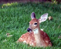 resting deer facing camera