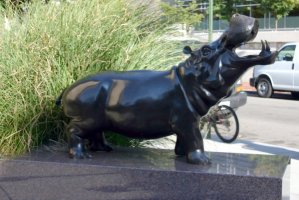 hippopotamus
