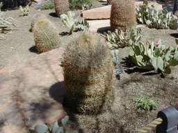 Barrel cacti