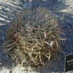 Barrel Cactus