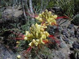 Bird of paradise plant