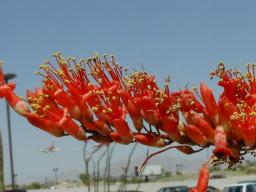 Closeup of cactus bloom