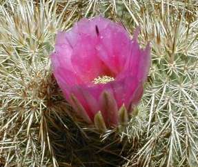 Cactus bloom