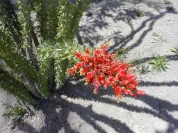 Red Flower on Cactus