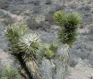 Joshua tree