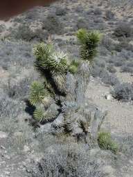 Joshua tree