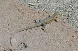 Lizard