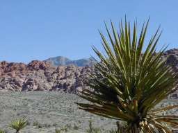 Mountain background; plant foreground