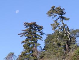 Moon to the left of two trees