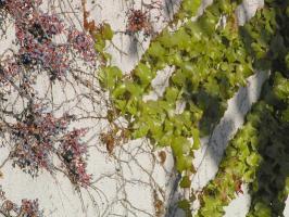 closer view of vines and leaves