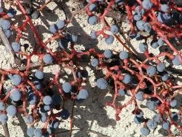 extreme closeup of red vines w. blue berries