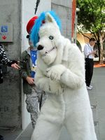 White wolf with red and blue hat.
