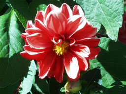 red flower; extreme closeup