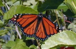Orange butterfly (1)