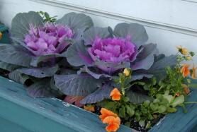 Flower box near DuPont Circle