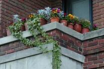 Flower pots at apartment building