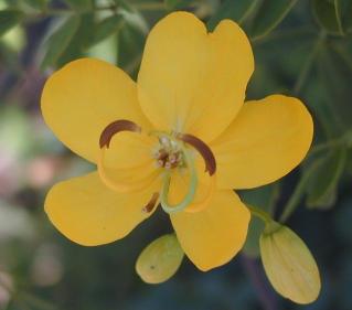 Yellow flower