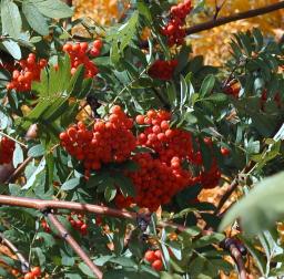 Berries