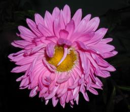 Close-up of purple flower