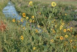 View of creek with flowers