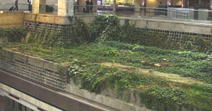 greenery on 'ruins'