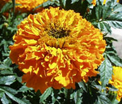 marigold_th