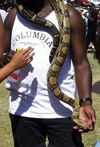 large snake