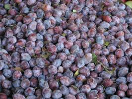 Plums