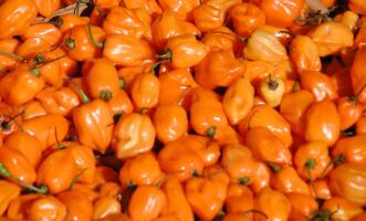 Red Peppers