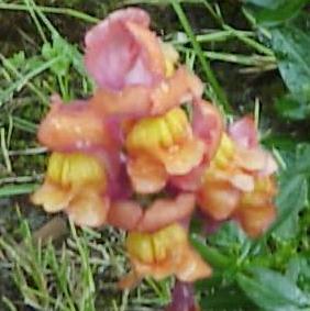 yellow snapdragon