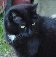 [black domestic shorthair - 11 yrs old]