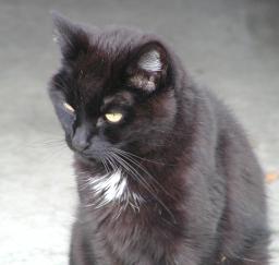 [black domestic shorthair - 13 yrs old]