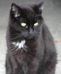 [black domestic shorthair - 13 yrs old]